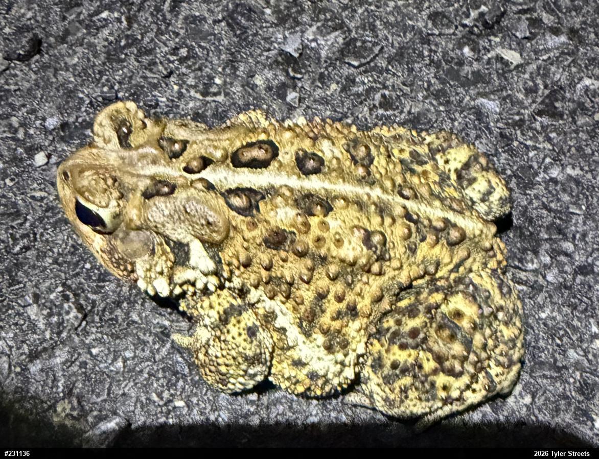 Eastern American Toad