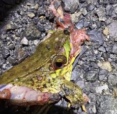Green Frog