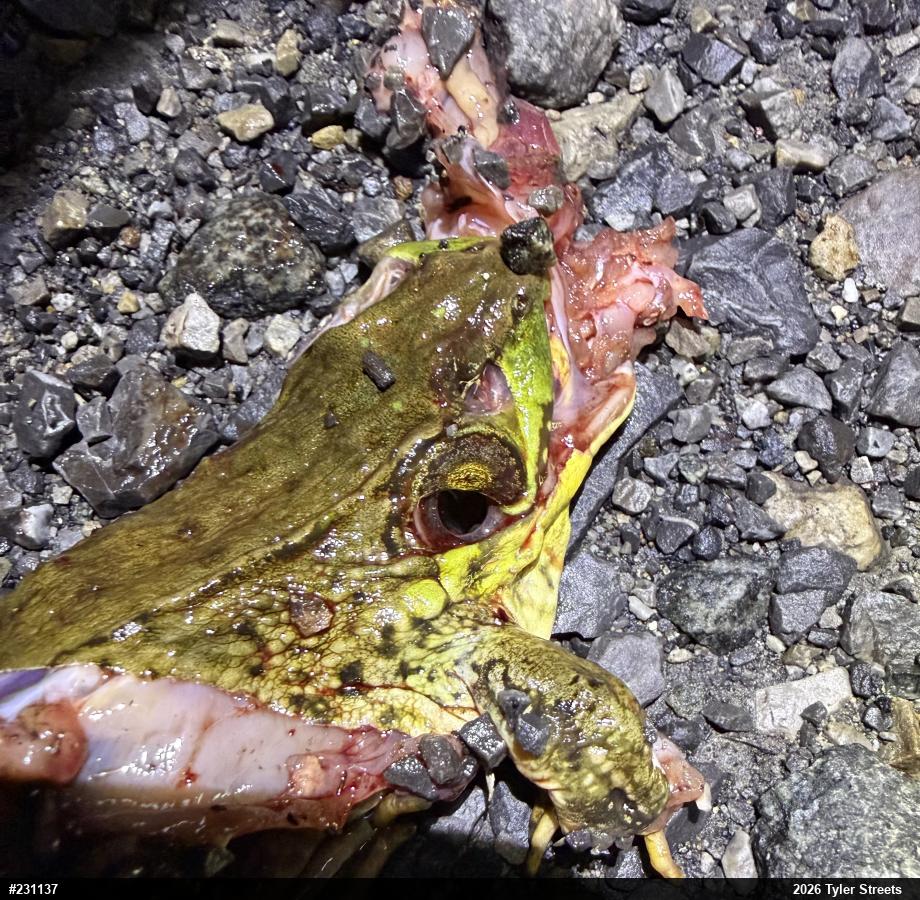 Green Frog