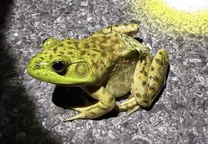 American Bullfrog