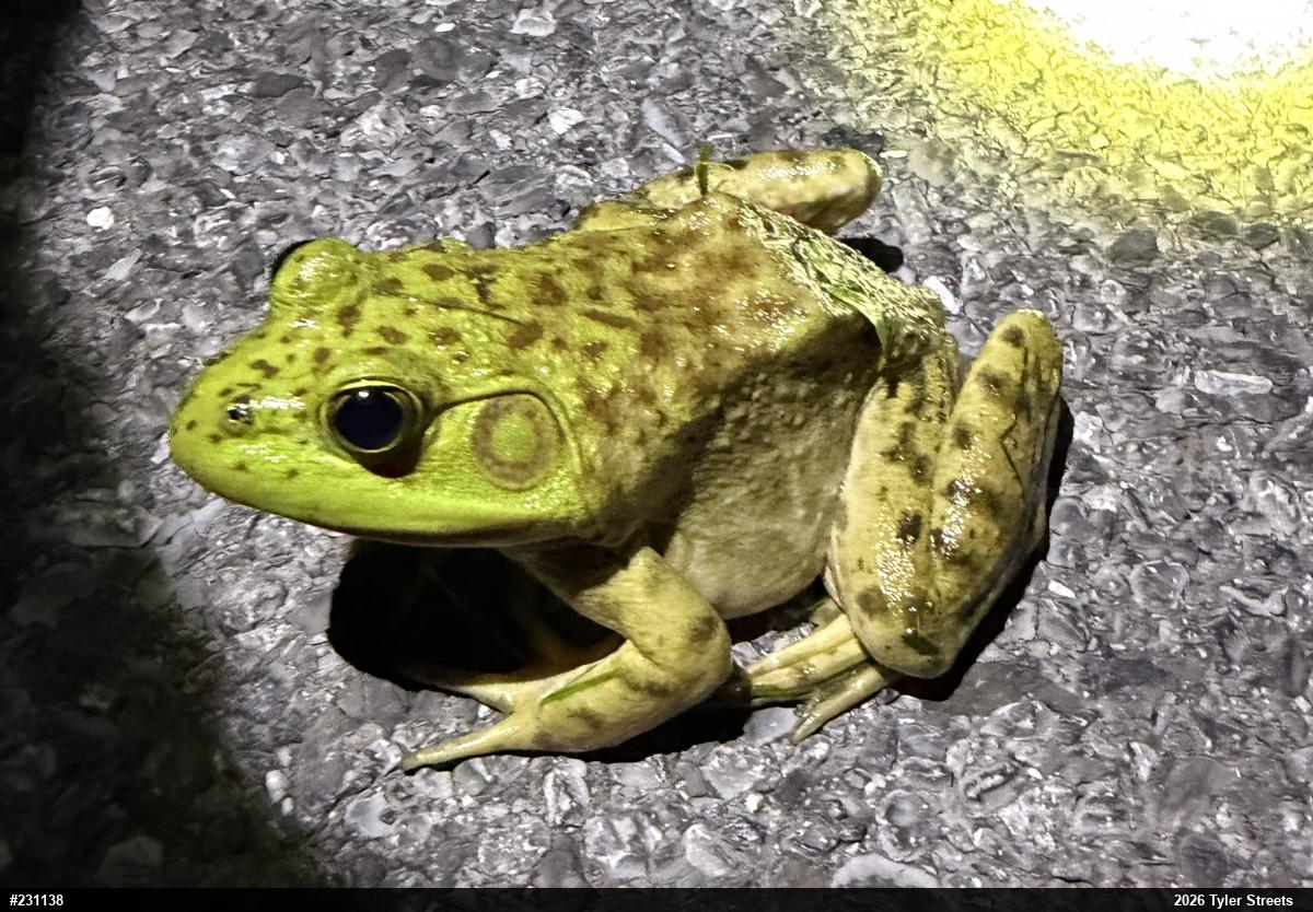 American Bullfrog