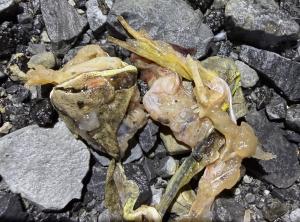 Wood Frog