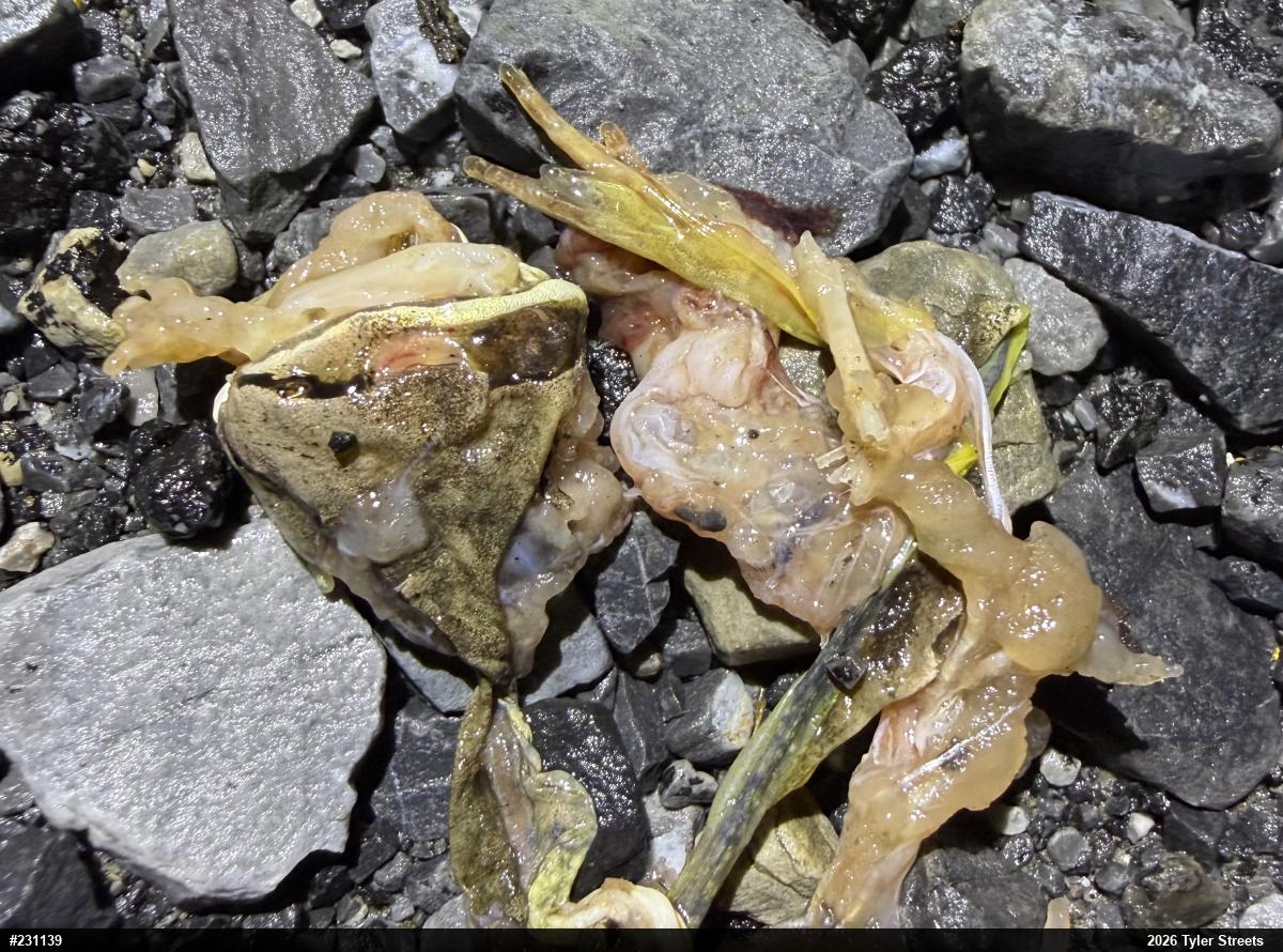 Wood Frog