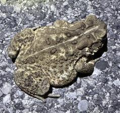 Eastern American Toad