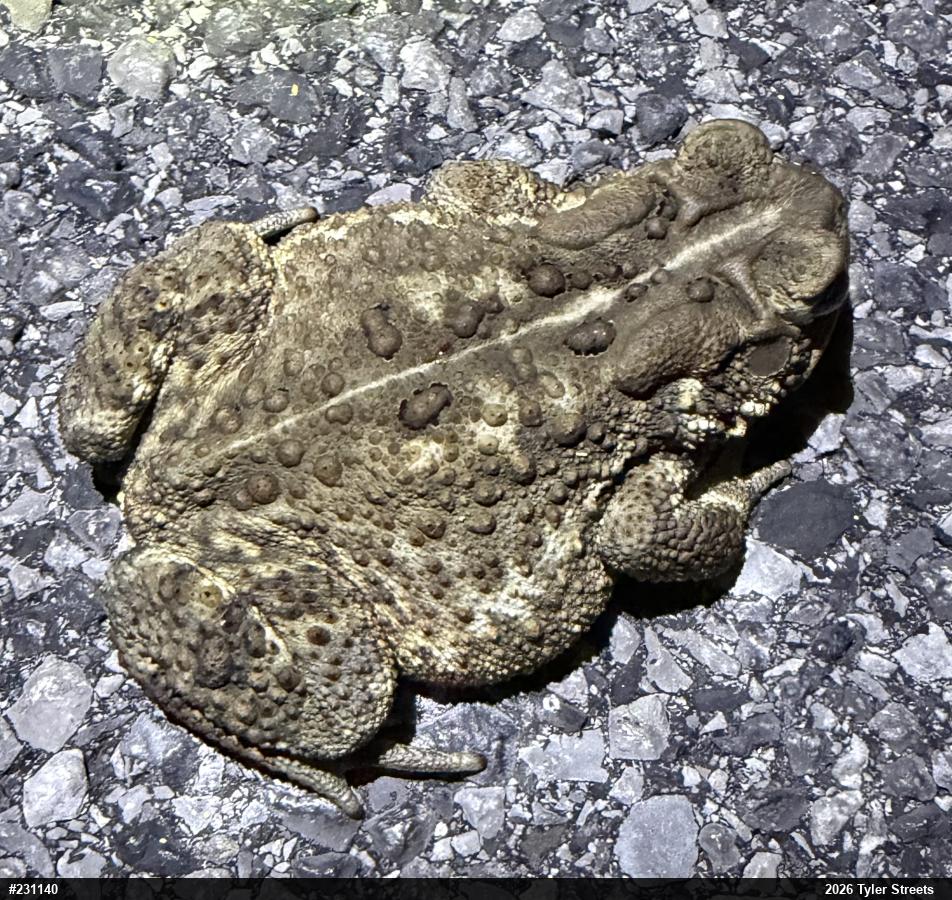 Eastern American Toad