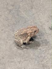 Eastern American Toad