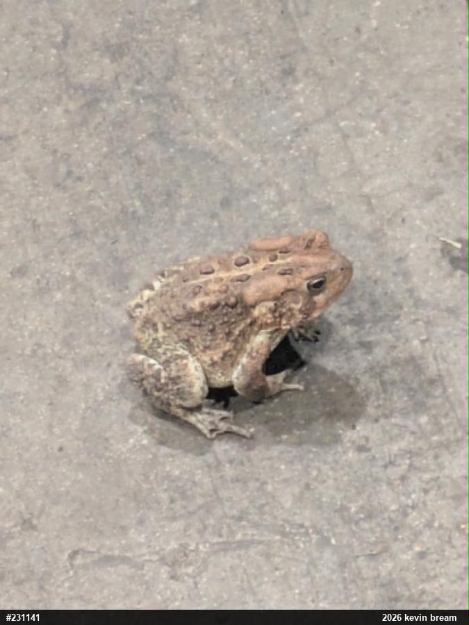 Eastern American Toad