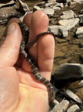 Northern Watersnake
