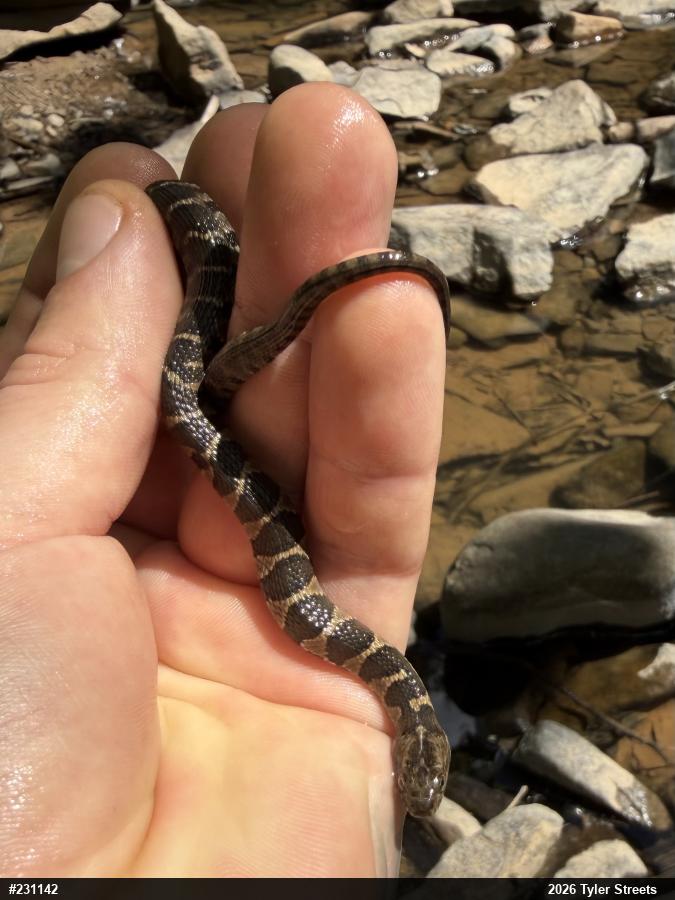 Northern Watersnake