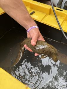 Eastern Hellbender