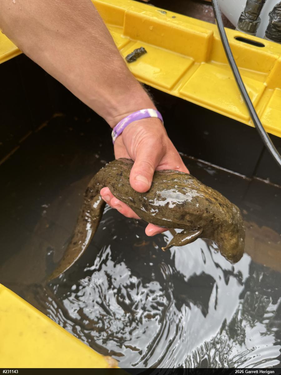 Eastern Hellbender