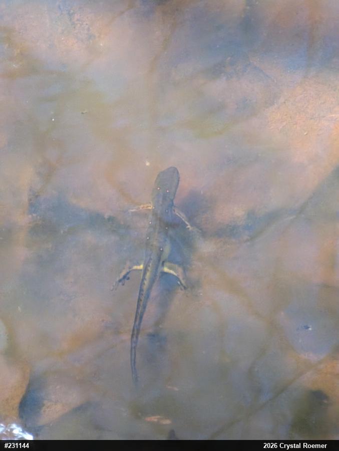 Red-spotted Newt