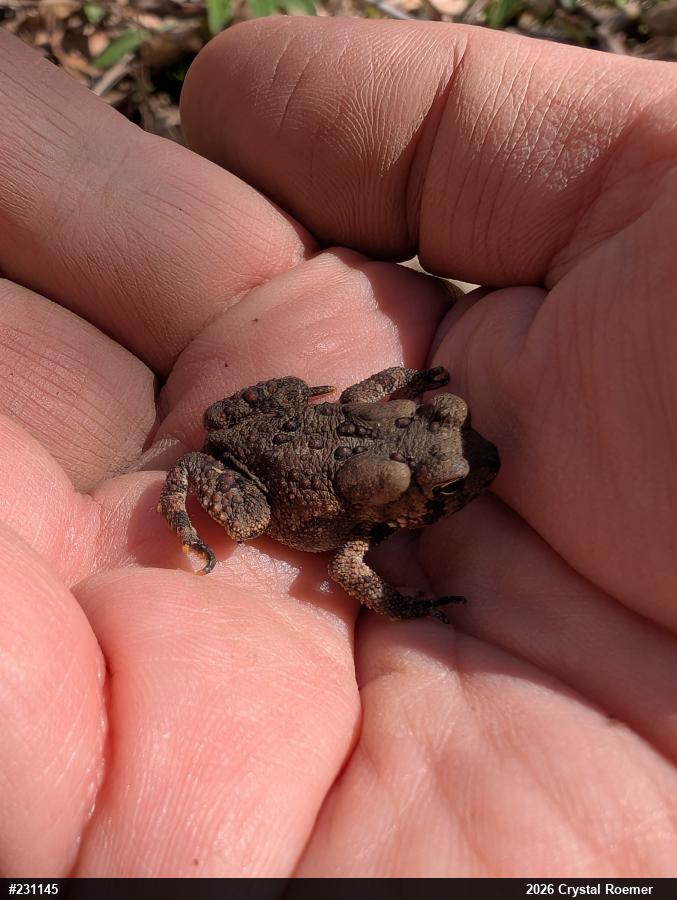Eastern American Toad