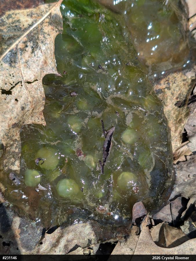 Spotted Salamander