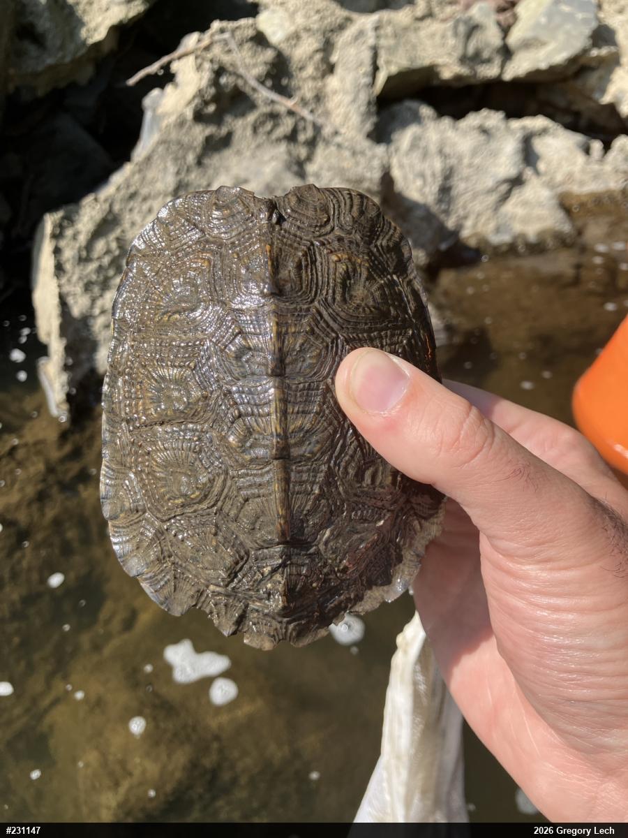 Wood Turtle