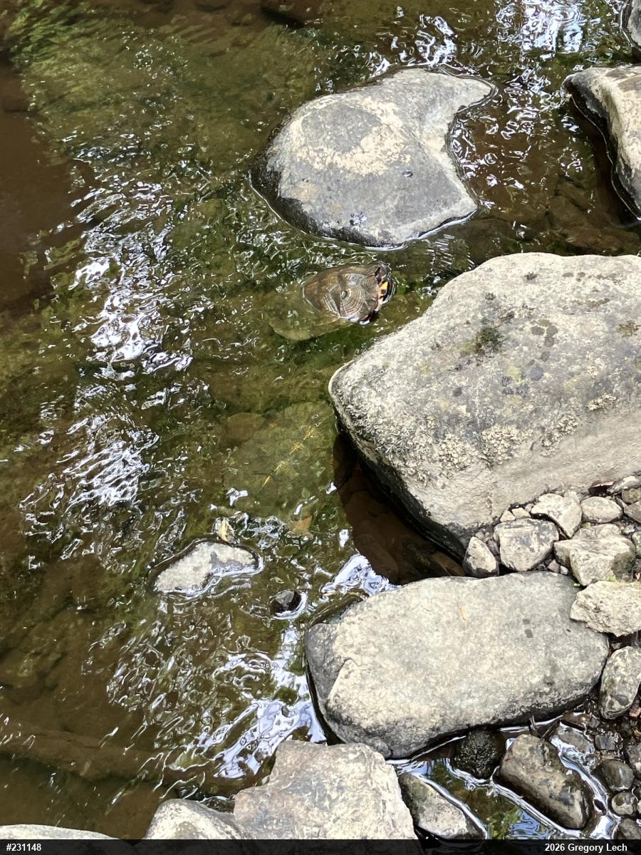 Wood Turtle