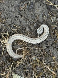 Dekay's Brownsnake