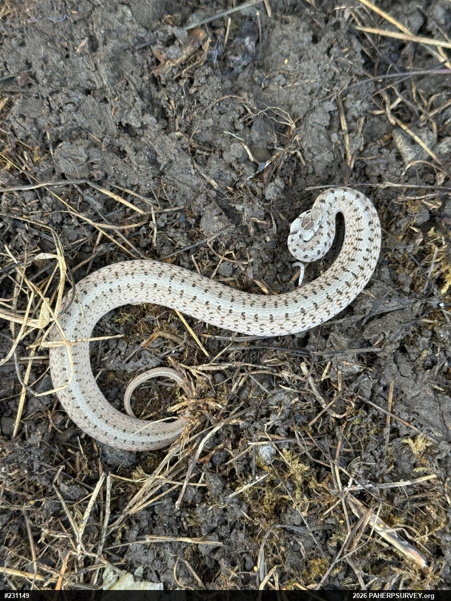 Dekay's Brownsnake