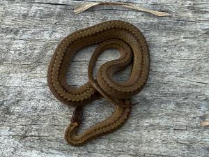 Red-bellied Snake