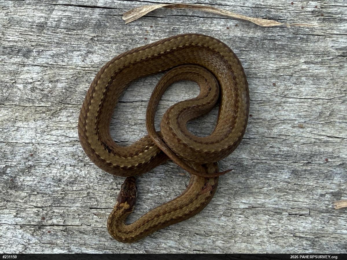 Red-bellied Snake