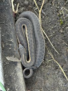 Eastern Gartersnake