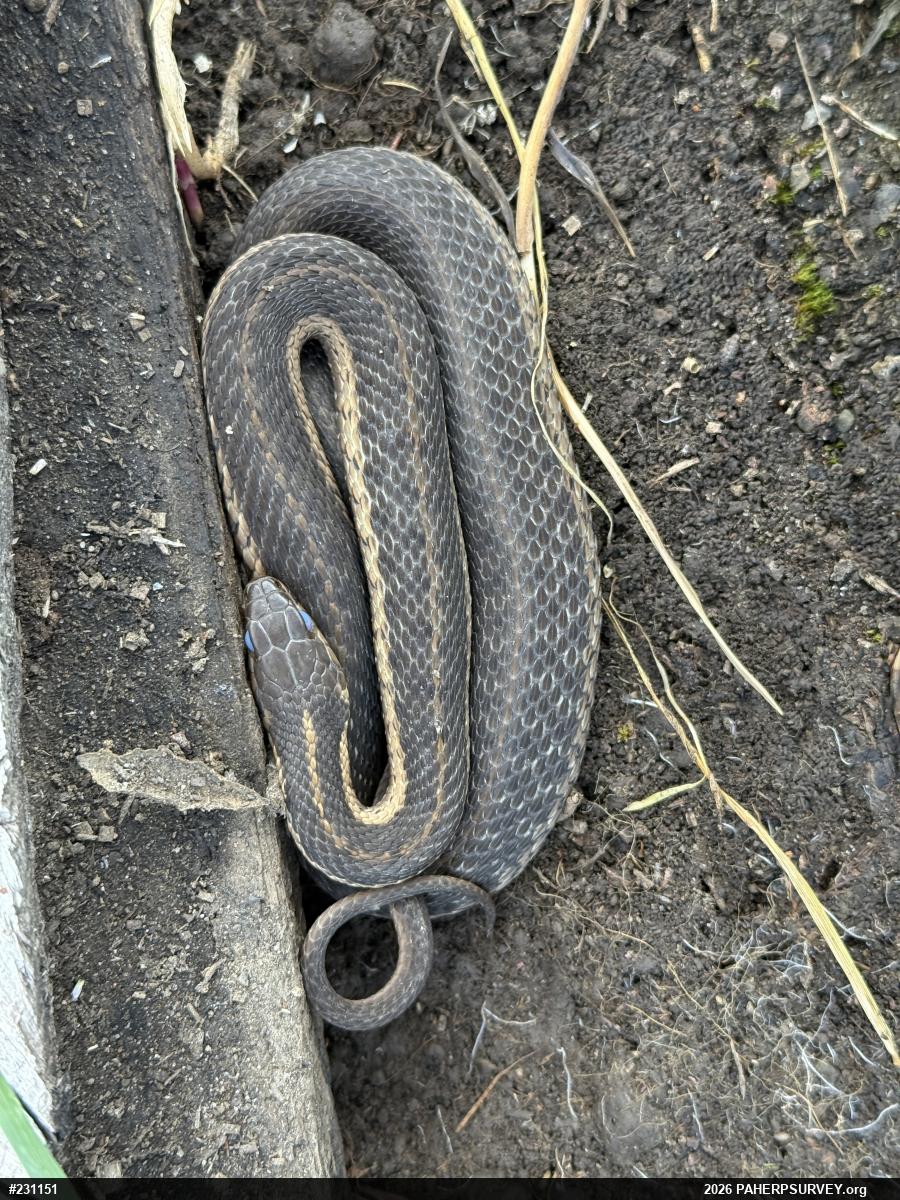 Eastern Gartersnake