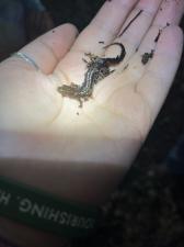 Northern Dusky Salamander