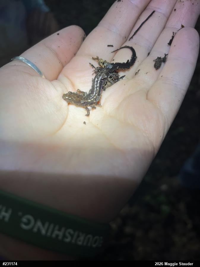 Northern Dusky Salamander