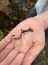 Eastern Red-backed  Salamander