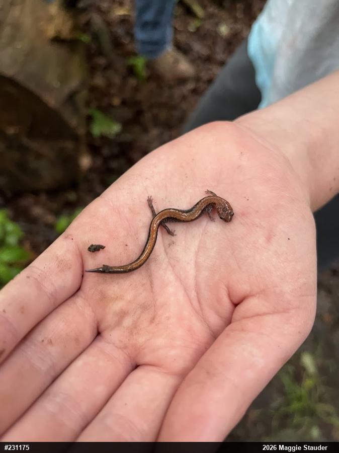 Eastern Red-backed  Salamander