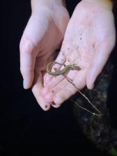 Northern Two-lined Salamander
