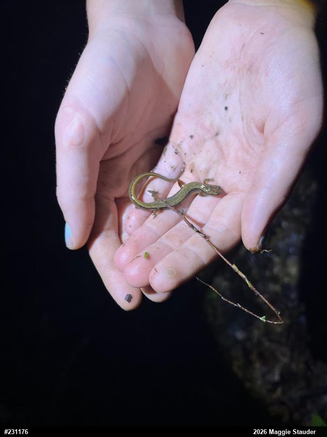 Northern Two-lined Salamander