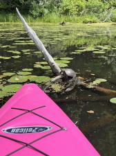 Painted Turtle