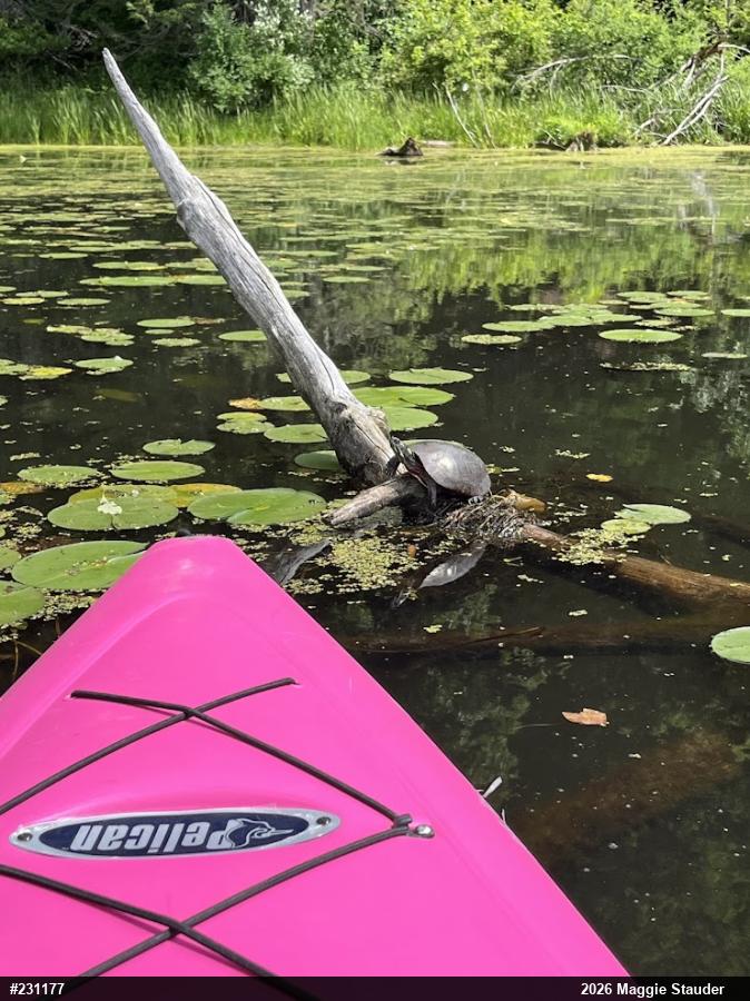 Painted Turtle