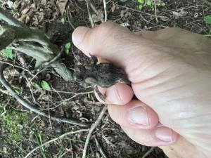 Eastern American Toad