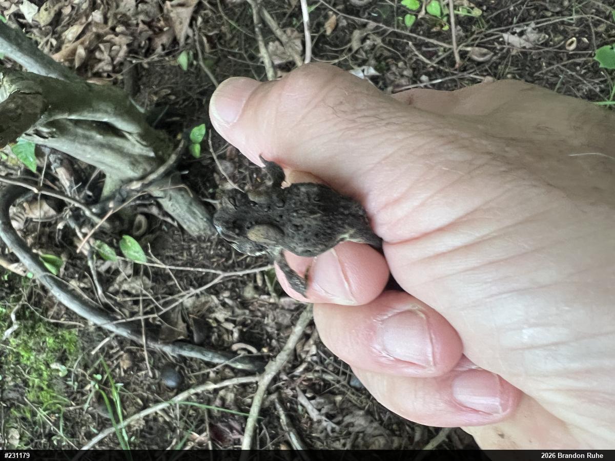 Eastern American Toad