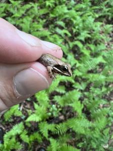 Wood Frog