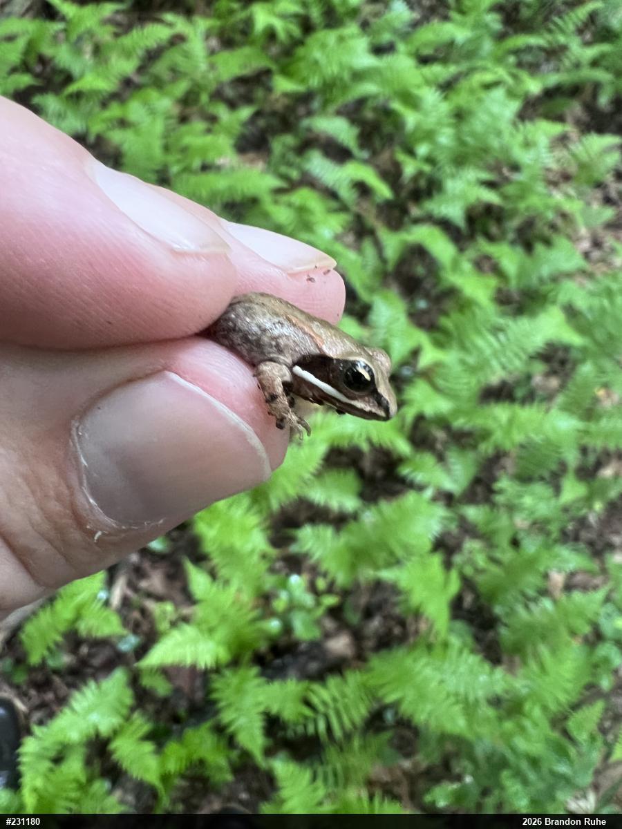 Wood Frog