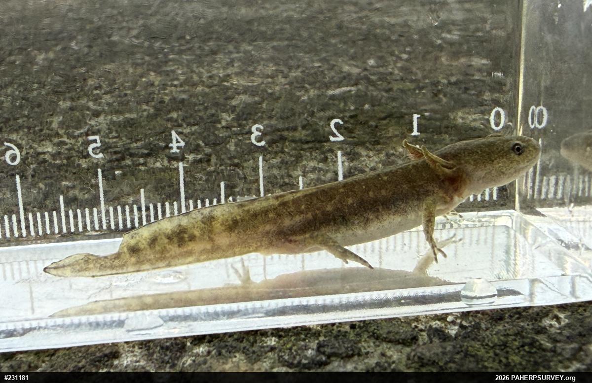 Jefferson Salamander