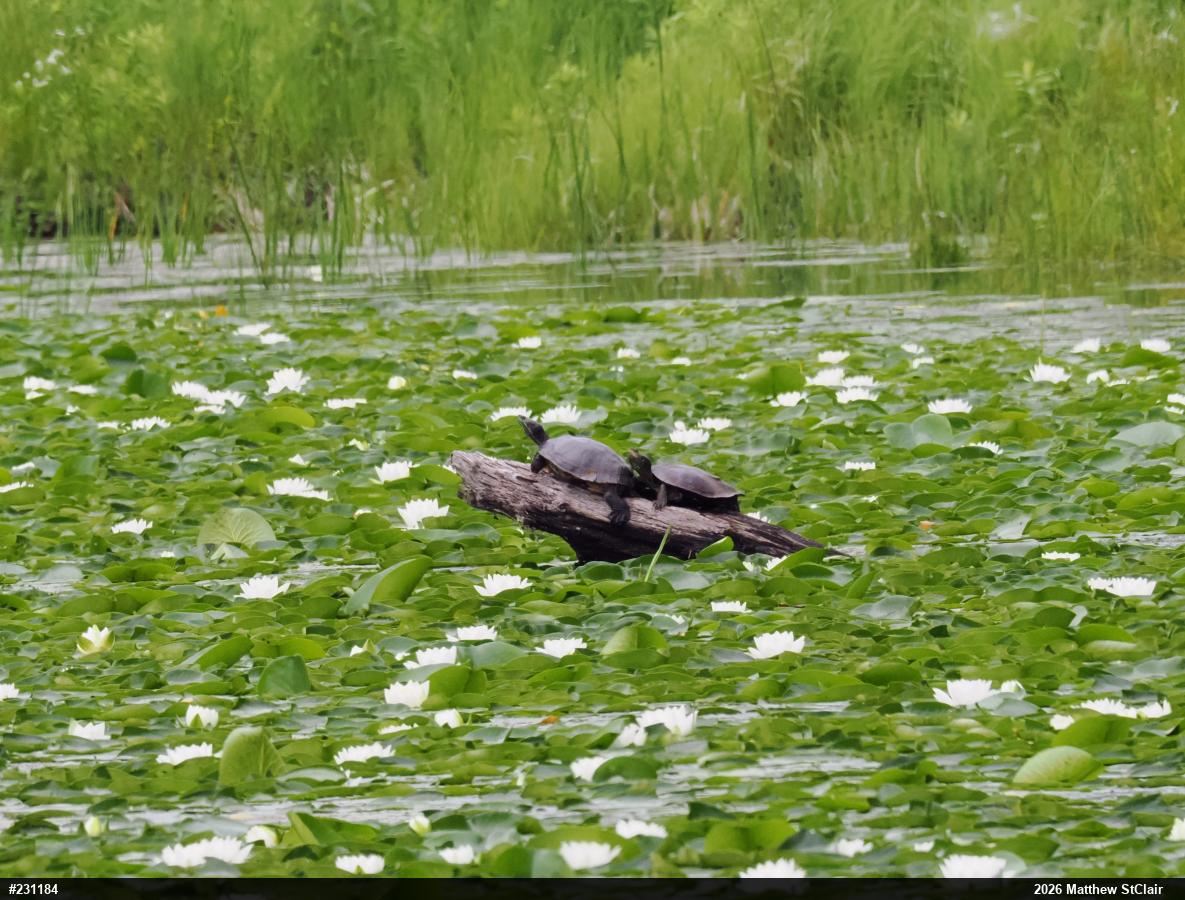 Northern Map Turtle