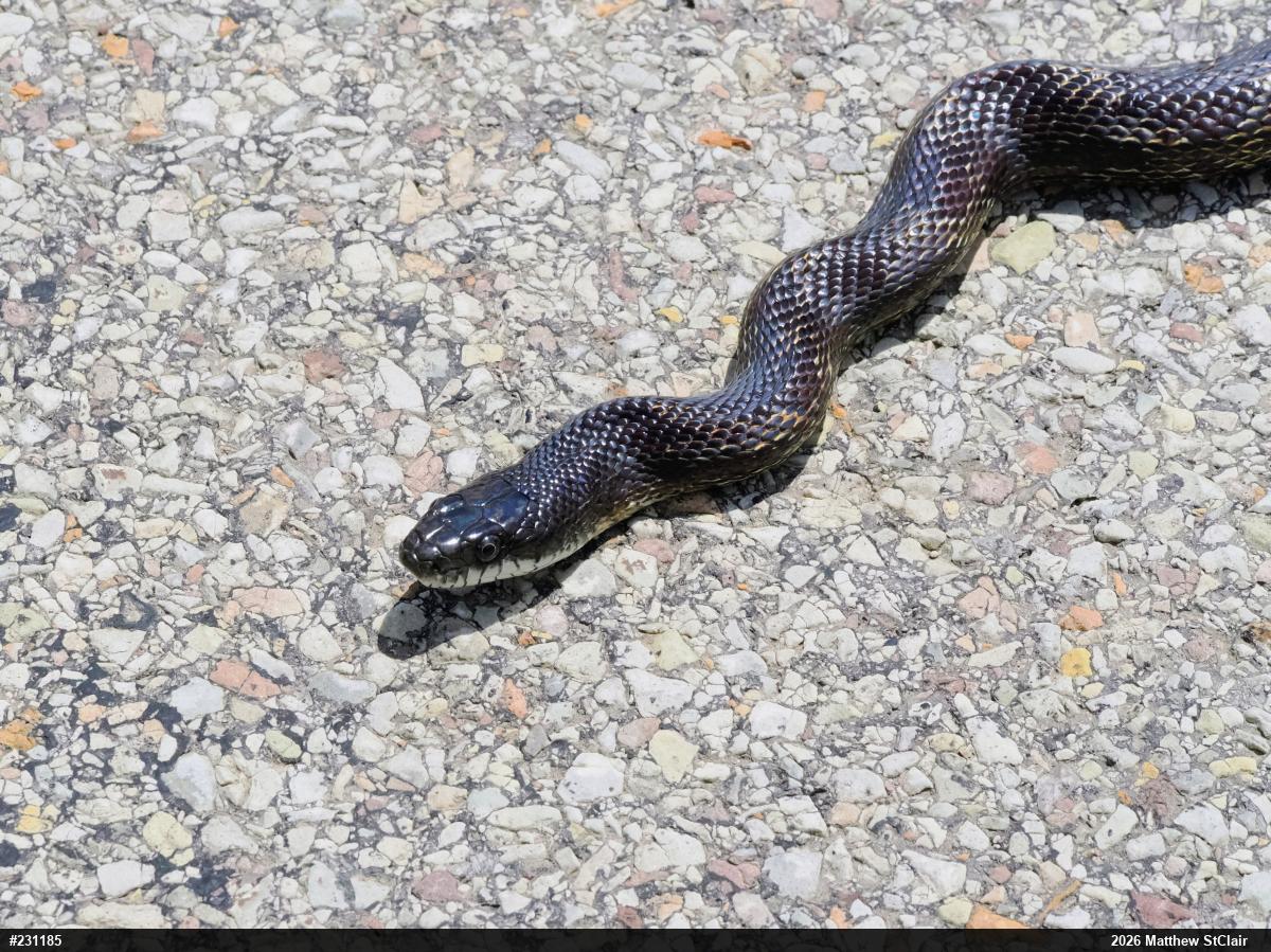 Eastern Ratsnake