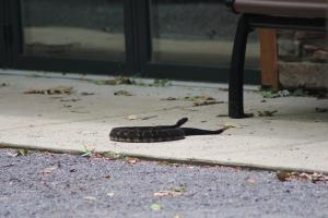 Timber Rattlesnake