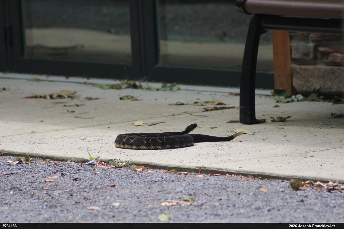Timber Rattlesnake