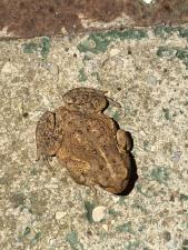 Eastern American Toad