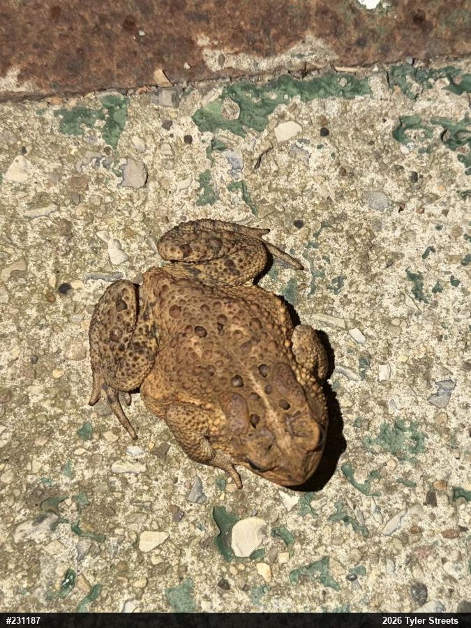 Eastern American Toad