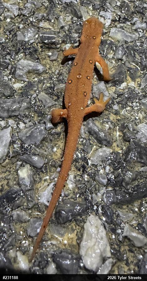 Red-spotted Newt