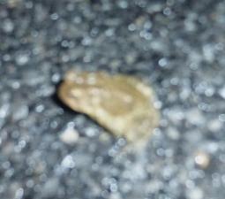 Eastern American Toad