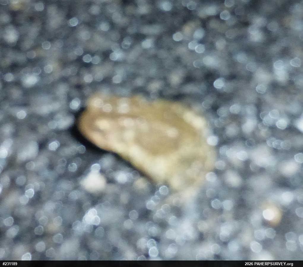 Eastern American Toad