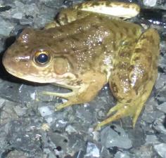 Green Frog