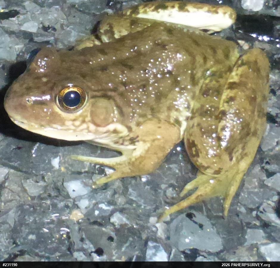 Green Frog
